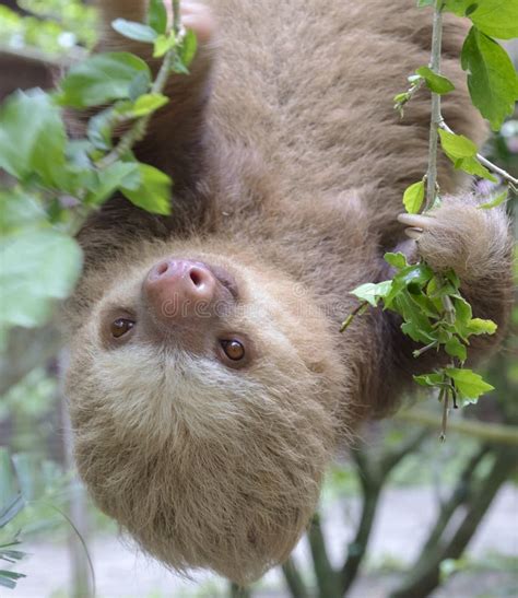 Two-toed sloth stock image. Image of rainforest, toed - 25419161