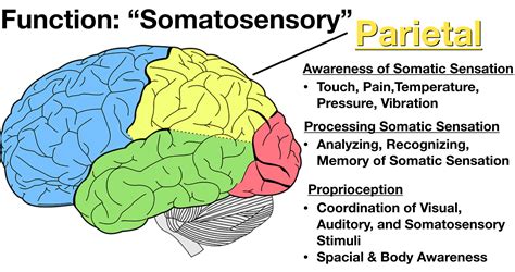 Diagram Of The Lobes Of The Brain And Their Functions Lobes