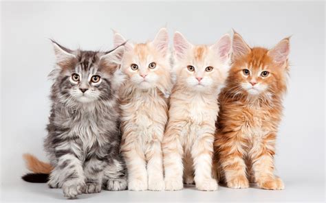 The Range Of Maine Coon Cat Colors - Maine Coon Expert