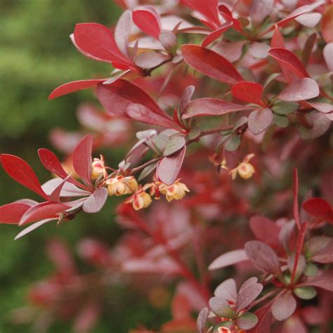 Barberry – Regina Farms Garden Center – Landscaping and Garden Supplies