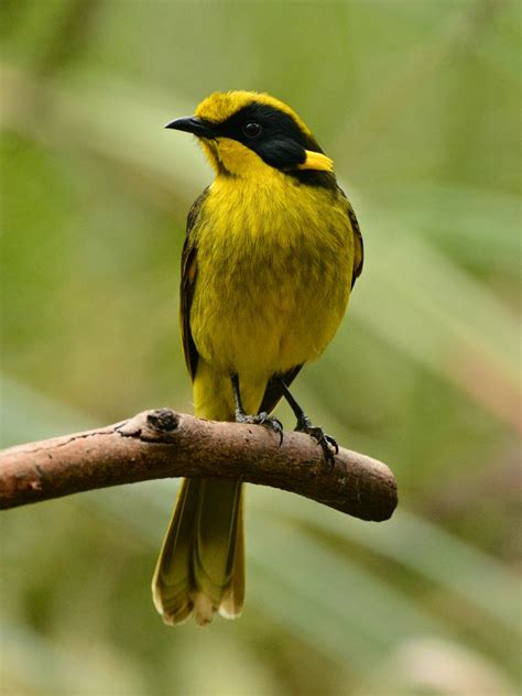 Friends of the Helmeted Honeyeater: September 2014