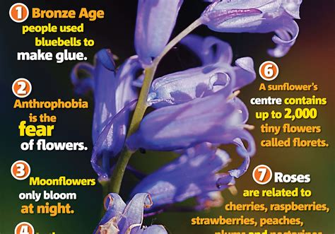 Flower facts: Science primary resource | National Geographic Kids