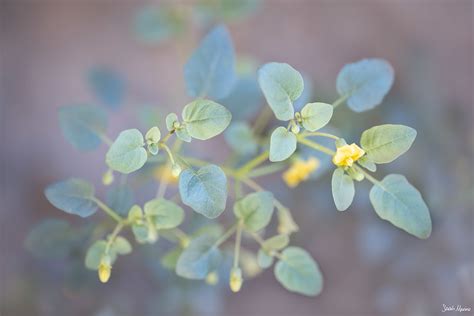 Mojave Desert Plants - Sarah Marino & Ron Coscorrosa