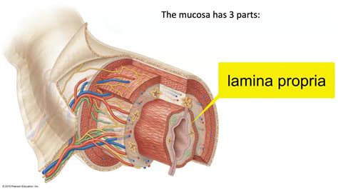 What Is The Structure And Function Of The 4 Layers Of The Gi Wall?