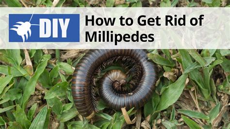 Millipede Infestation