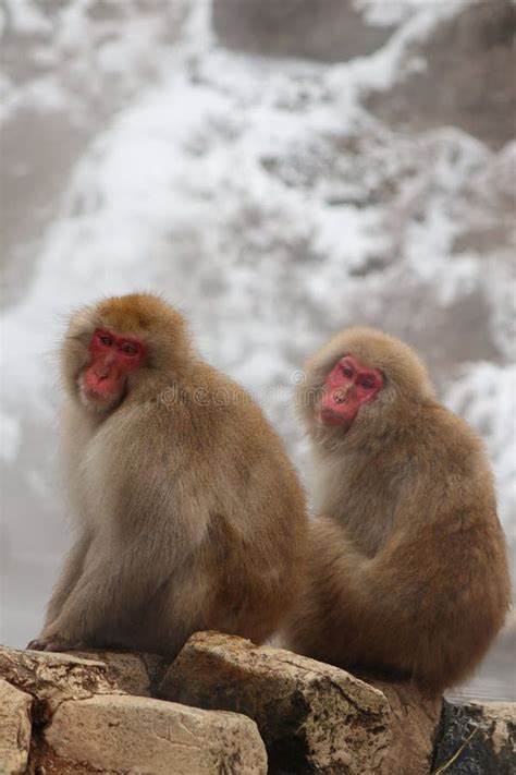 Snow Monkey Brothers Sitting by the Hot Spring in Nagano Stock Image ...