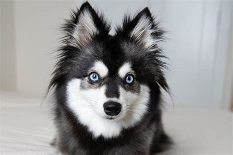 Beautiful Blue Eyed Dog Breeds | Flipboard