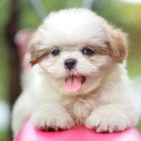 Shih Tzu Dogs Breed: Facts & Information