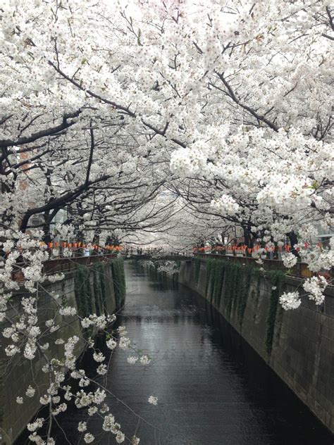 Sakura viewing – Hanami in Tokyo! – Luvniku