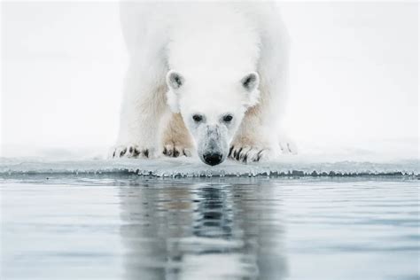 Wildlife in Arctic Canada - Natural World Safaris