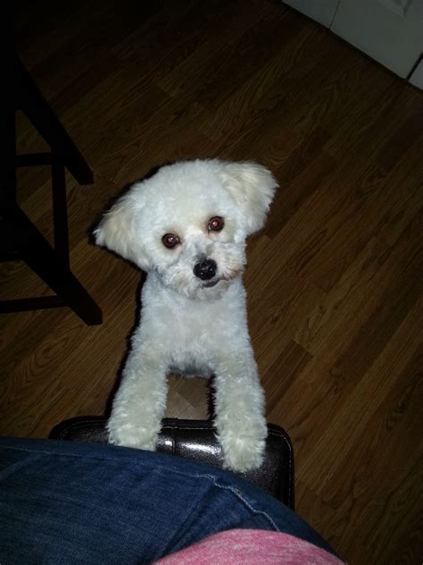 Charlie's new Haircut.. love the ears. Maltipoo / Maltepoo / Maltese ...