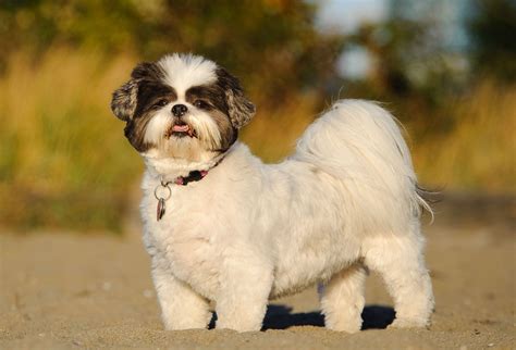 Shih Tzu | Description, Lion Dog, Weight, & Facts | Britannica