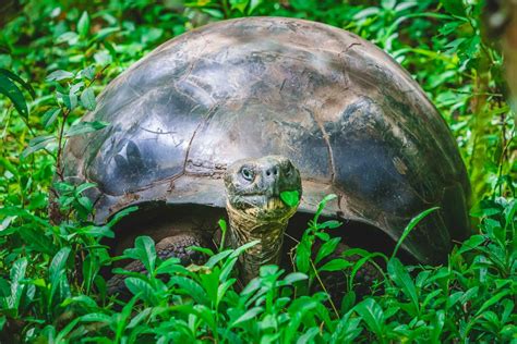 Unique Galapagos Islands Animals in Photos | The Planet D