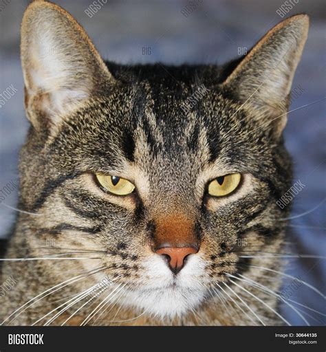 Annoyed Cat Image & Photo (Free Trial) | Bigstock