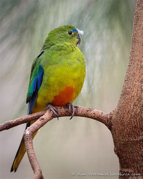 Orange-bellied Parrot « lirralirra