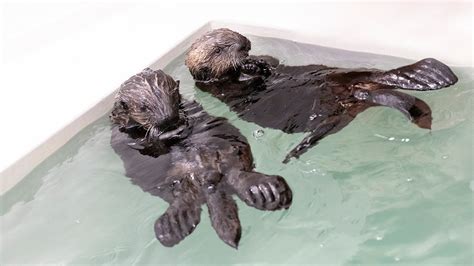 Rescued Sea Otter Pups Make Behind-the-Scenes Debut at Shedd Aquarium ...