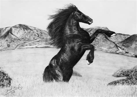 Pencil Drawing Horse Picture - pencildrawing2019