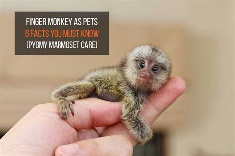 Tiny Companions or Big Challenges: The Truth About Finger Monkey Pet ...