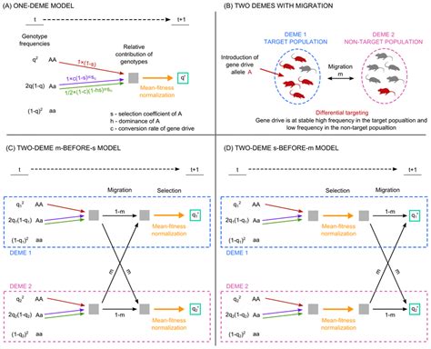 Schematic depiction of gene drive models. (A) Model of CRISPR-based ...