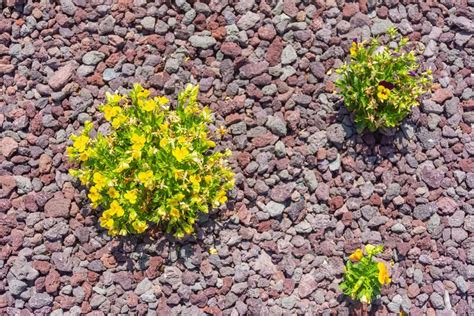 A Beginner's Guide To Lava Rock Landscaping | ShrubHub