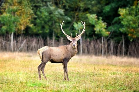 Premium Photo | Majestic red deer in the nature habitat