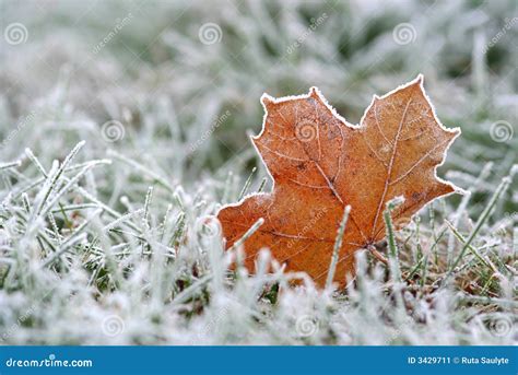 Hoar-frost stock image. Image of dead, abstract, macro - 3429711