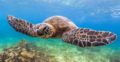 Maui Snorkeling Trips | Molokini Crater and Turtle Town Tours | Sea ...