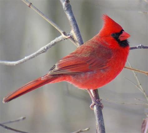 Illinois State Bird | Northern Cardinal