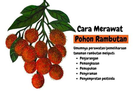 Pohon Rambutan: Ciri-Ciri, Habitat, dan Perawatan