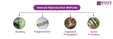 Reproduction - Different Modes of Plant Reproduction | BYJU'S