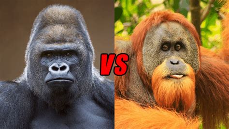 Gorilla Vs Orangutan, Who Would Win? - Animals Comparison