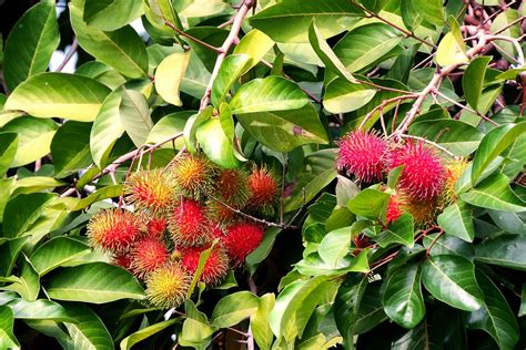 Rambutan - Penang Tropical Fruit Farm