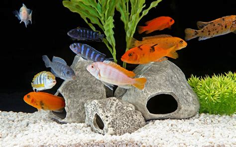 African Cichlid Tank Decoration Ideas | Shelly Lighting