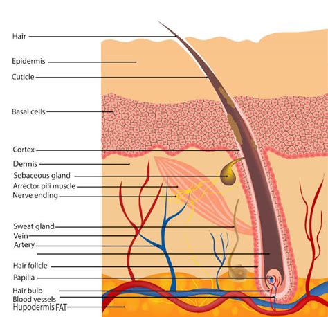 Hair Follicle Diagram