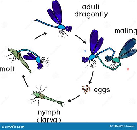 Life Cycle Of A Dragonfly Images