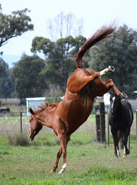 Royalty Free Bucking Horse Pictures, Images and Stock Photos - iStock