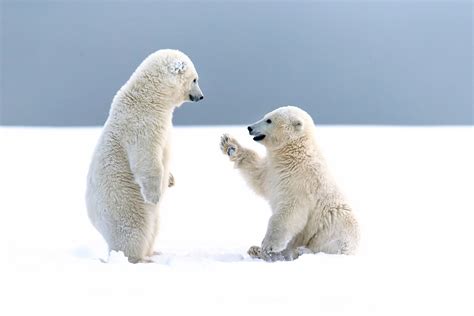 Polar Bear Cubs Wallpaper