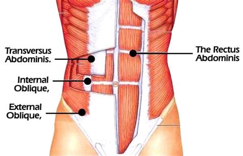 The Anatomy of the Abdomen (part 4/4: Rectus Abdominis) – Elliottelford.com