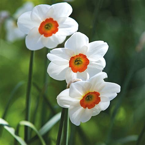 Narcissus Geranium Bulbs from Mr Fothergill's Seeds and Plants