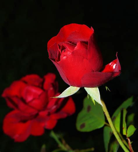 Express Your Love and Affection with a Timeless Symbol: A Red Rose