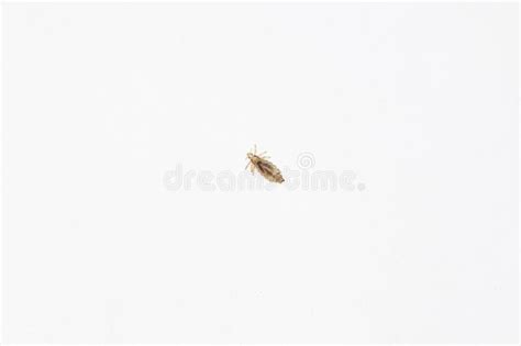 Human Louse, Pediculus Humanus, Slide Plate Under High Magnification in ...