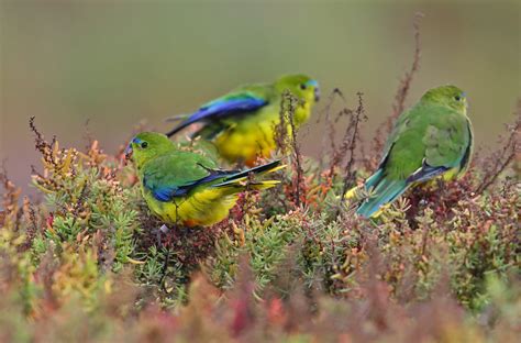 Orange-Bellied Parrot - worldconservationcoalition