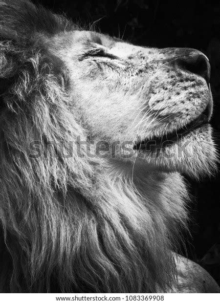 Lion Face Closeup Stock Photo 1083369908 | Shutterstock