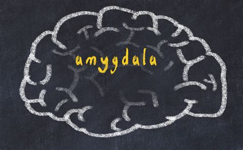 DAMAGE TO THE AMYGDALA