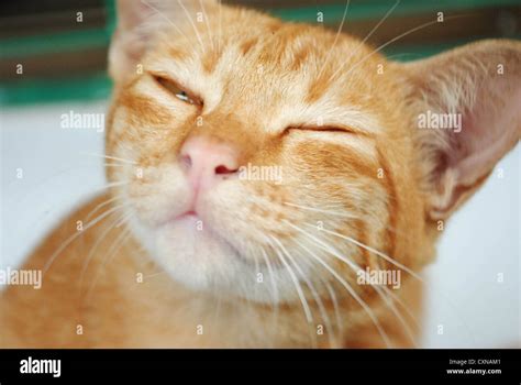 sleeping yellow cat Stock Photo - Alamy