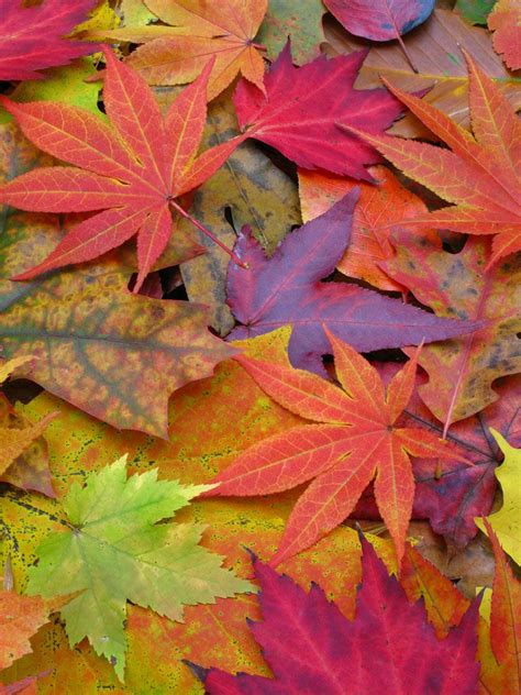 Image Gallery: A Rainbow of Fall Leaves | Live Science