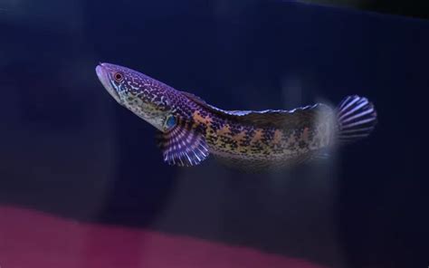 Snakehead Fish Care: Complete Guide for Beginners - AquariumNexus