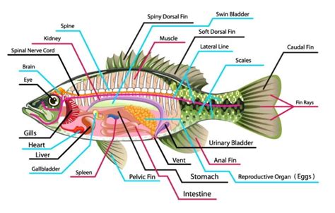 Fish Anatomy: The Ultimate Guide (2020) [2022]