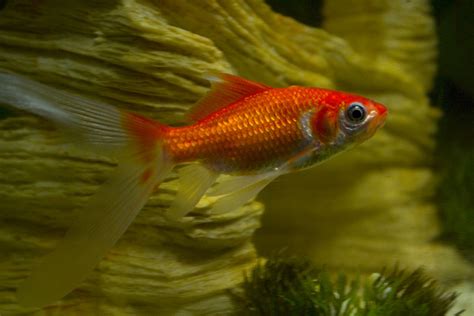 Comet Goldfish - Tips and Characteristics