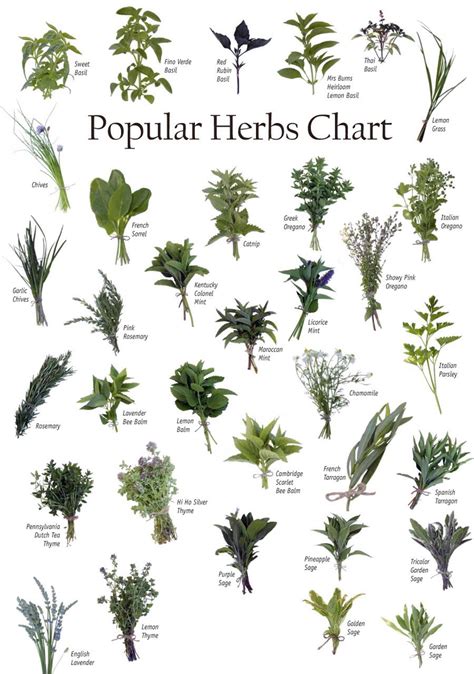 Printable Medicinal Herb Chart